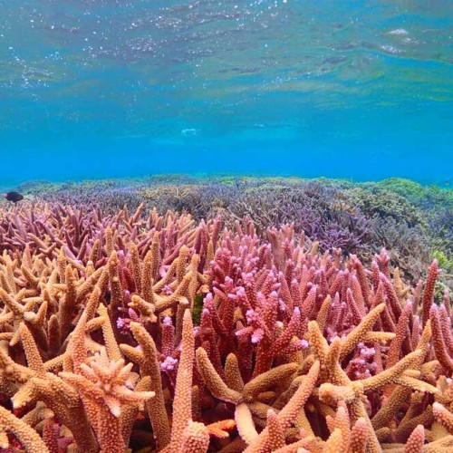 青い澄んだ海の中の珊瑚